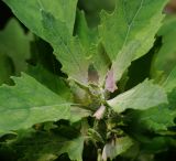 Chenopodium × fursajevii