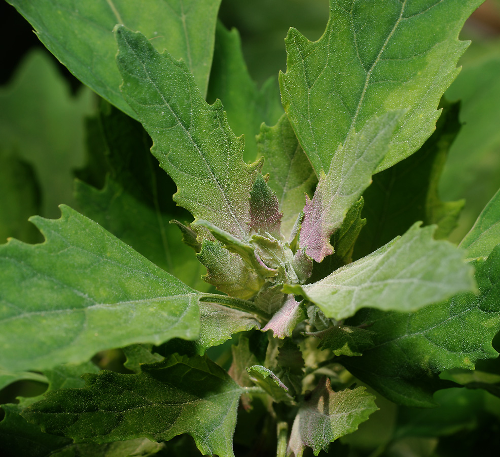 Image of Chenopodium &times; fursajevii specimen.