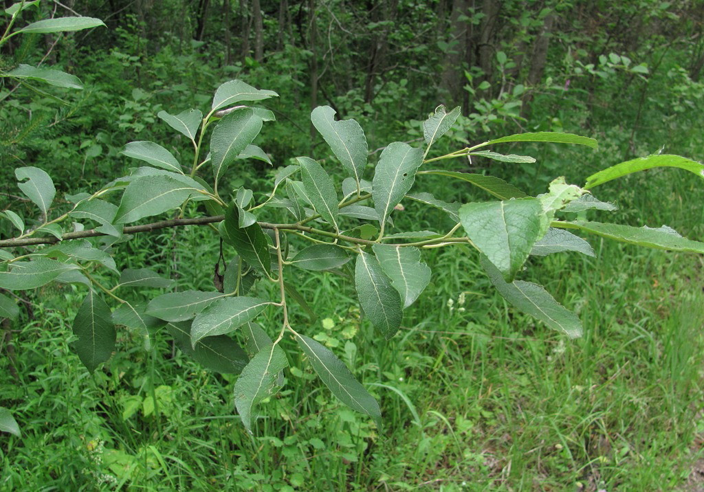 Image of Salix &times; reichardtii specimen.