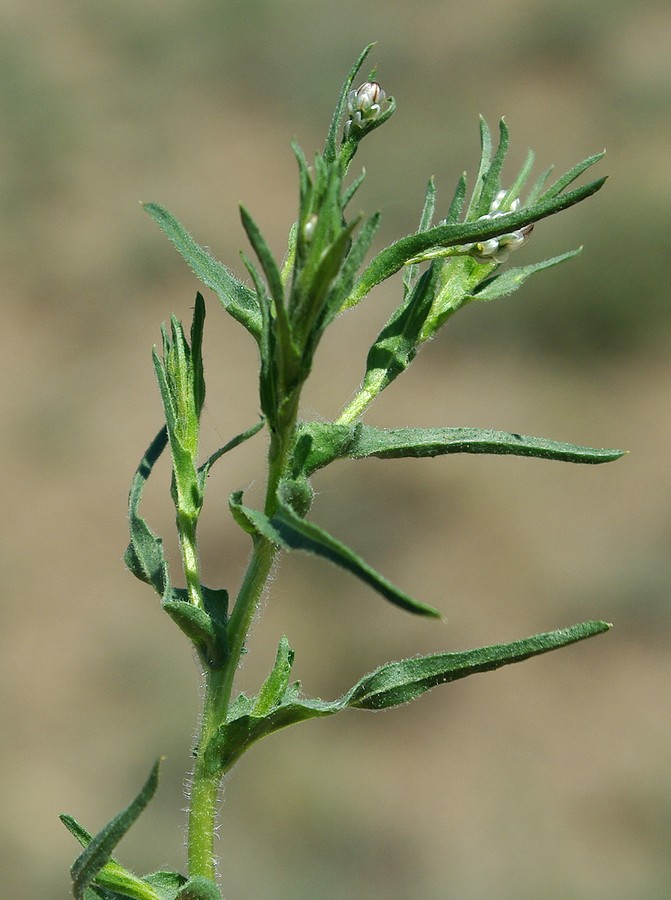 Image of Hyalea pulchella specimen.