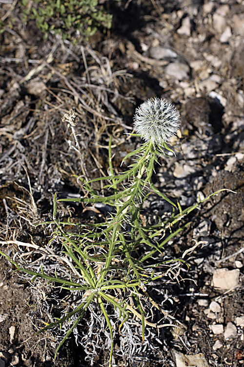 Изображение особи Echinops tschimganicus.