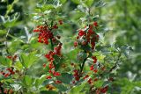 Ribes rubrum