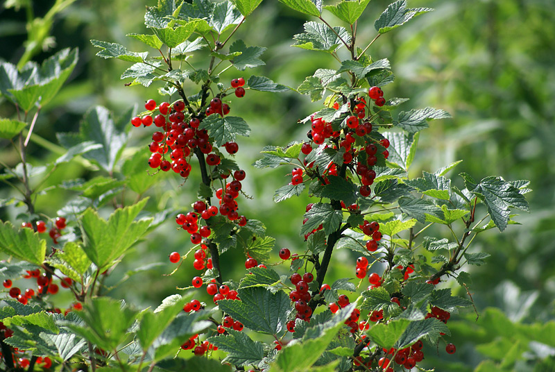 Изображение особи Ribes rubrum.