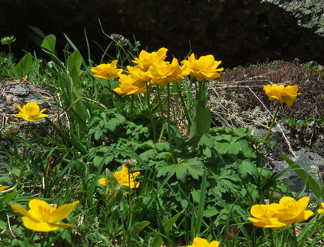 Image of Trollius ledebourii specimen.