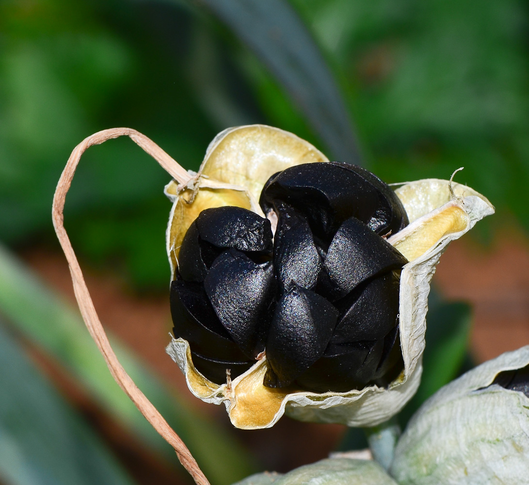 Изображение особи Pancratium maritimum.