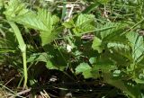 Rubus humulifolius