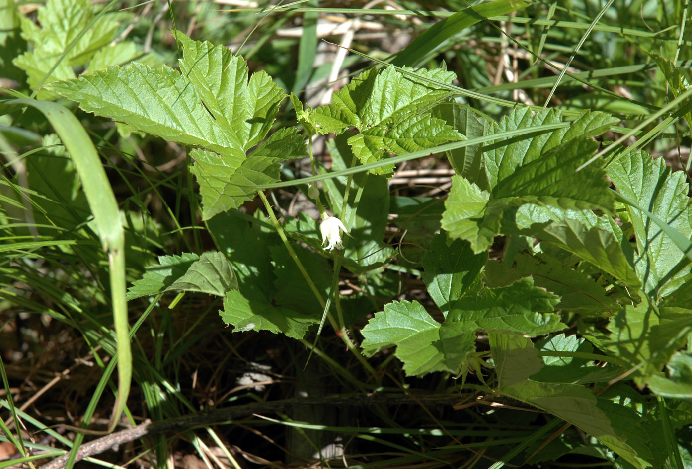 Image of Rubus humulifolius specimen.