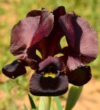 Iris atropurpurea