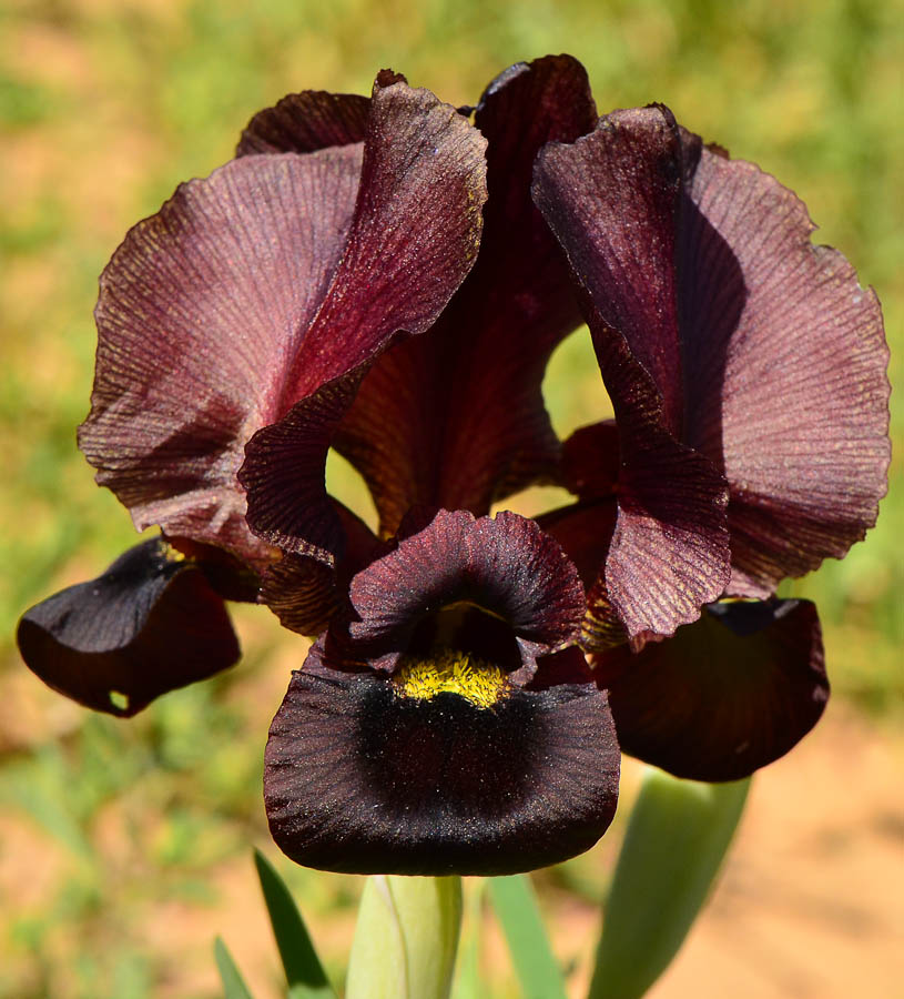 Image of Iris atropurpurea specimen.