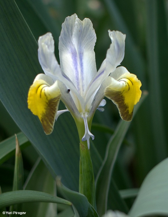 Image of genus Juno specimen.