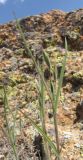 Bromus japonicus. Расцветающее растение. Карагандинская обл., Жанааркинский р-н, горы Актау, каменистый склон. 16 мая 2010 г.