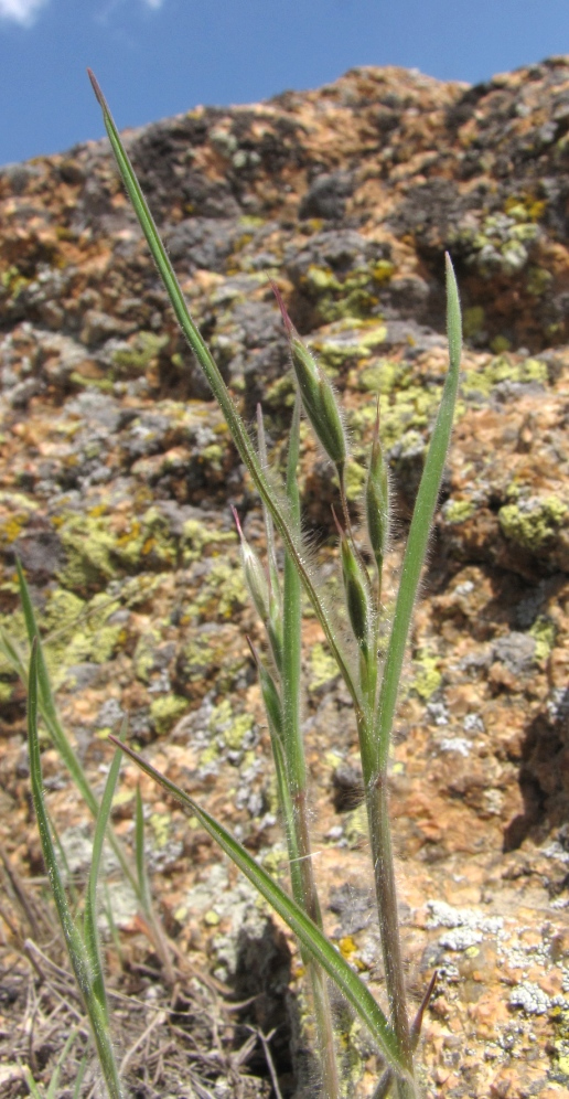 Изображение особи Bromus japonicus.