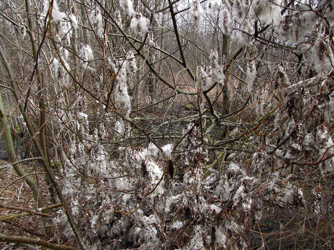 Image of Salix pentandra specimen.