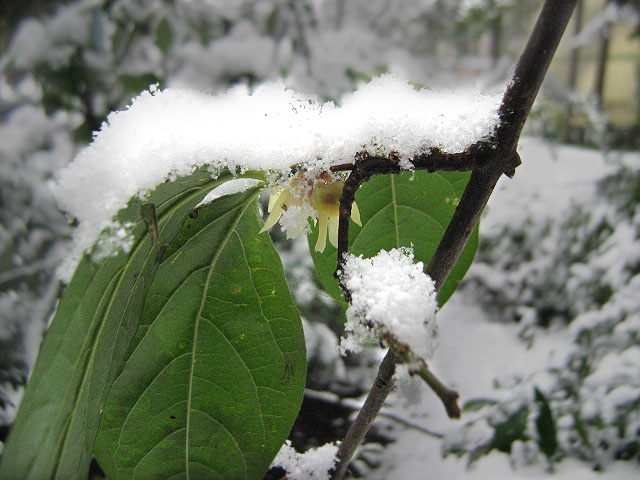 Image of Chimonanthus praecox specimen.