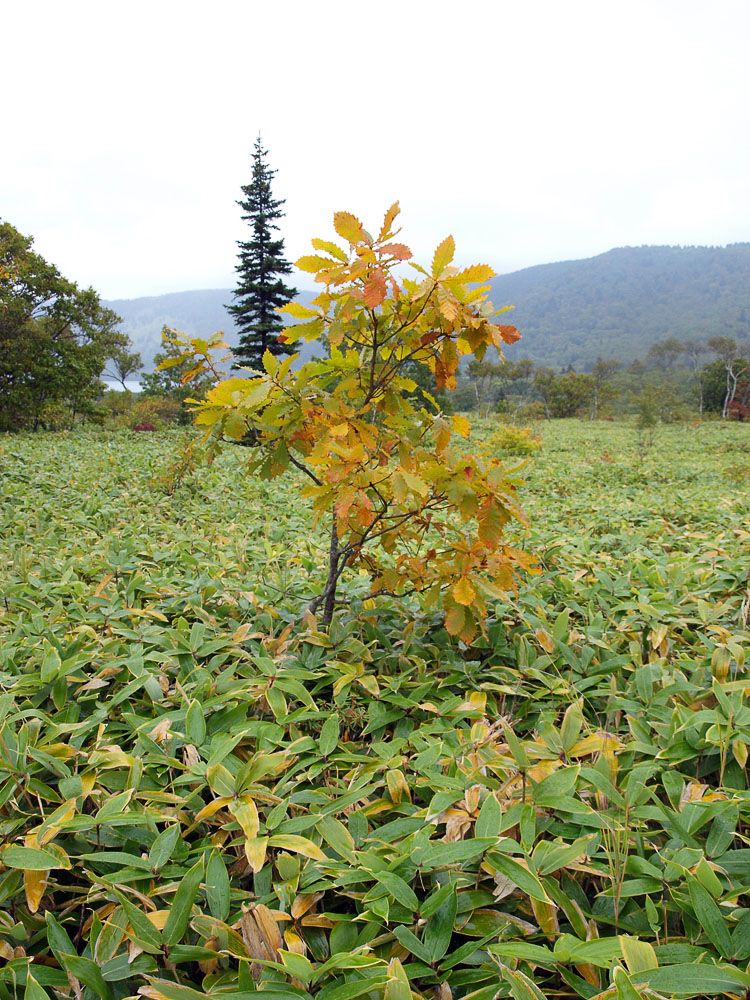 Изображение особи Quercus dentata.