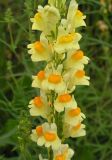 Linaria vulgaris. Часть соцветия. Хабаровский край, Ванинский р-н, окр. пос. Высокогорный. 03.08.2005.