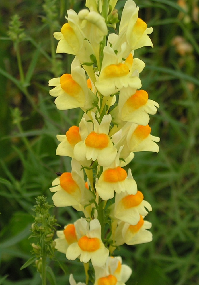 Изображение особи Linaria vulgaris.