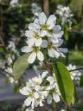 Amelanchier spicata