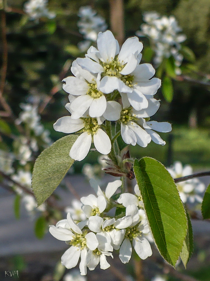 Image of Amelanchier spicata specimen.