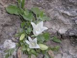 Campanula pendula