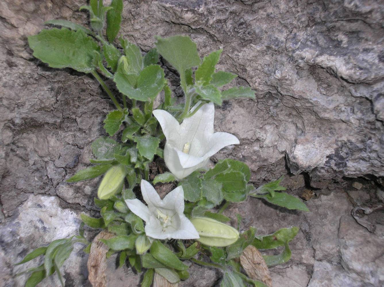 Изображение особи Campanula pendula.