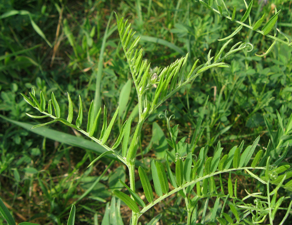 Image of genus Vicia specimen.