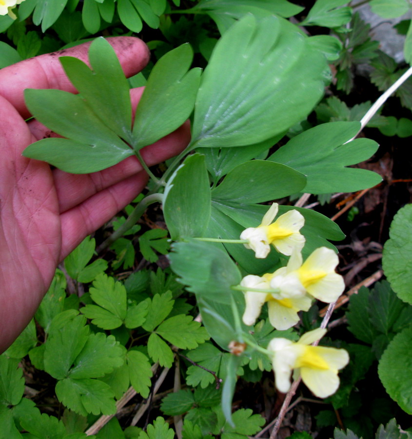 Изображение особи Corydalis talpina.