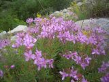 Chamaenerion colchicum. Цветущие растения. Ставропольский край, Минераловодский р-н, гора Змейка. 27.05.2012.