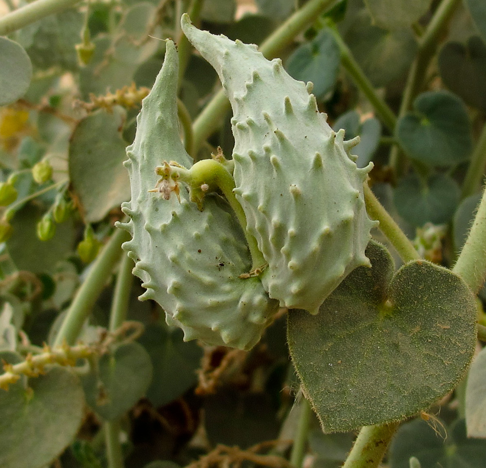 Image of Pergularia tomentosa specimen.