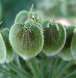 Heracleum asperum