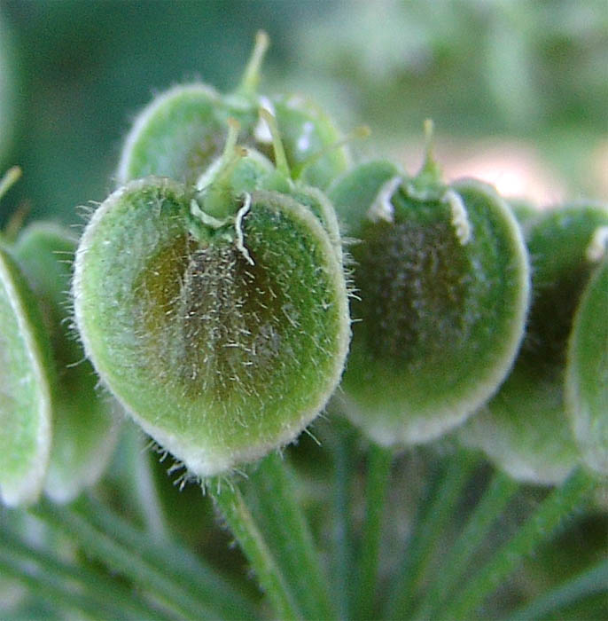 Изображение особи Heracleum asperum.