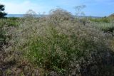 Gypsophila paniculata. Цветущее растение на пляже. Крым, Керченский п-ов, Приазовье, Караларская степь. 08.06.2012.