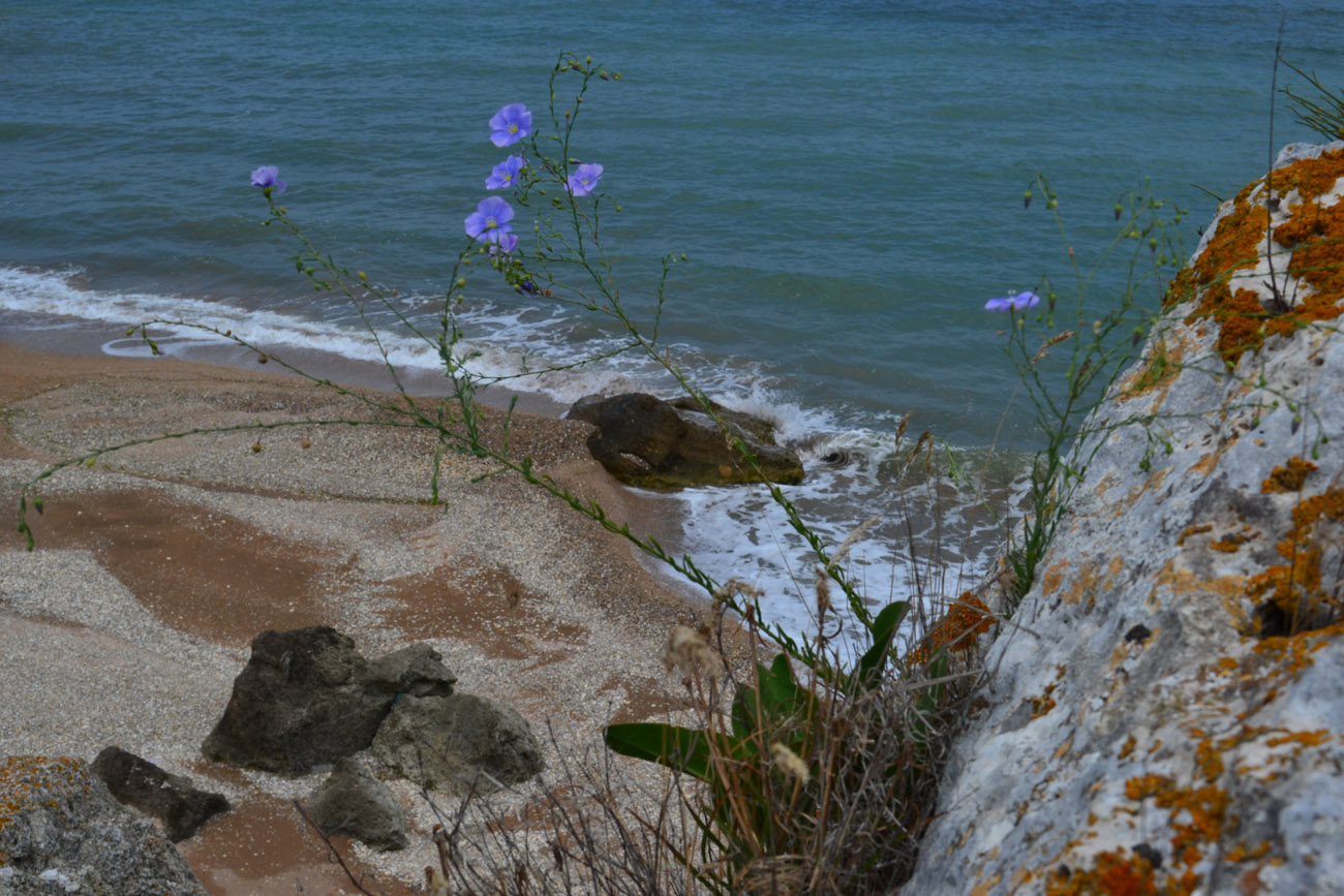 Image of Linum austriacum specimen.