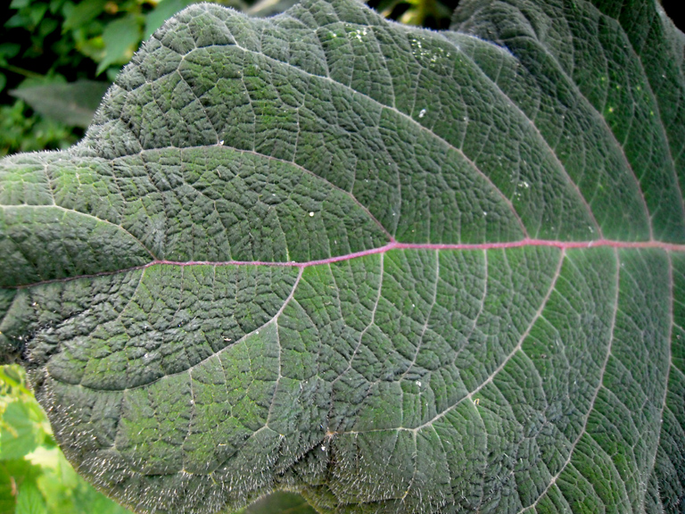 Image of Hydrangea aspera ssp. sargentiana specimen.