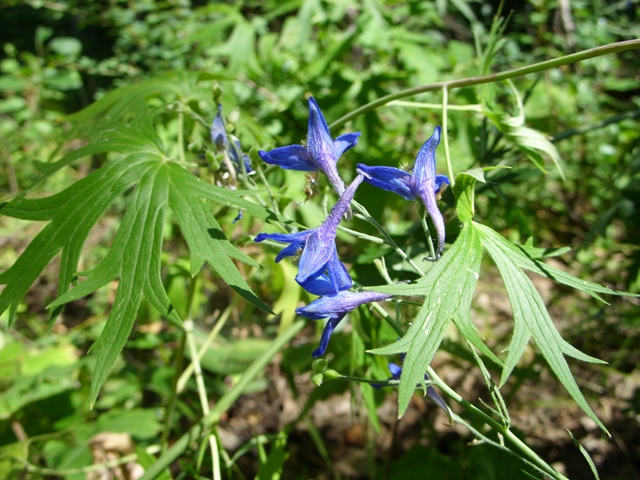 Image of Delphinium uralense specimen.