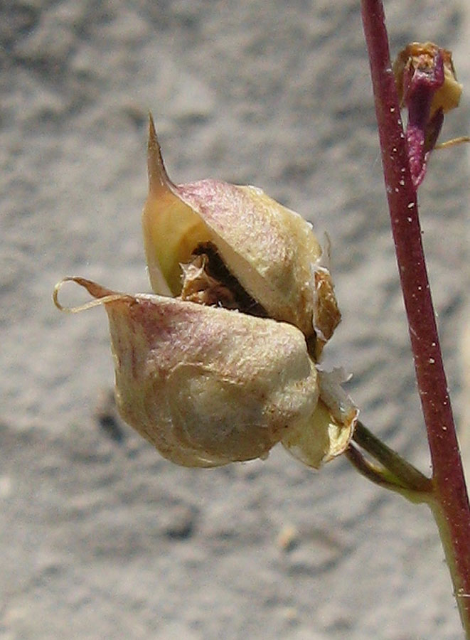 Image of Scrophularia exilis specimen.