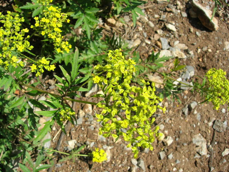 Изображение особи Patrinia rupestris.