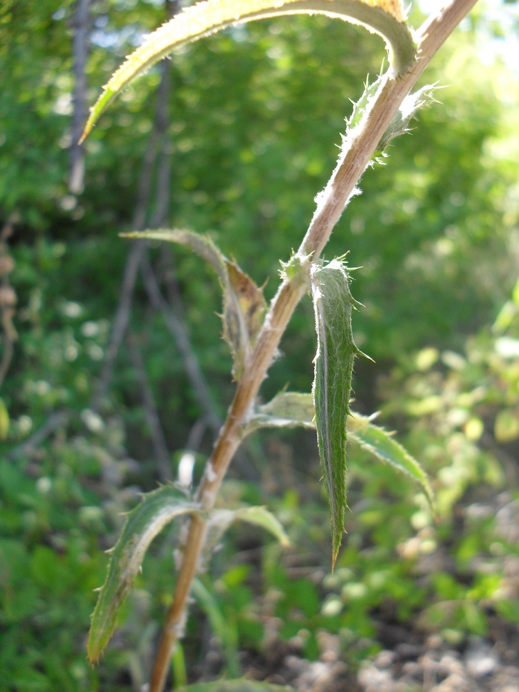 Image of Carlina intermedia specimen.