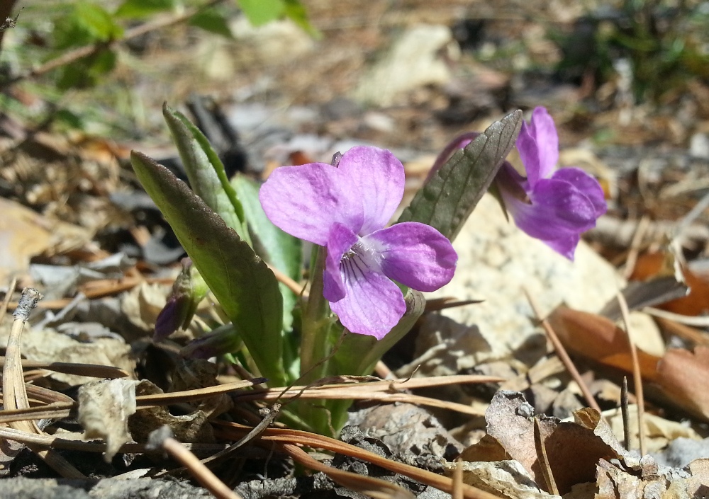 Изображение особи Viola gmeliniana.