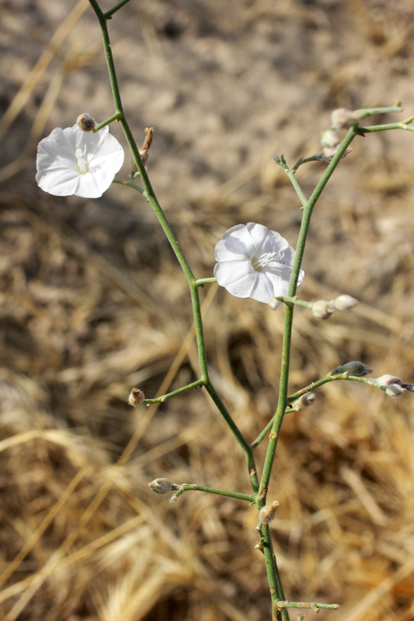 Image of Convolvulus hamadae specimen.