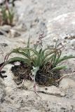 Tulipa lemmersii