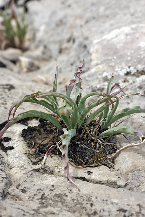 Изображение особи Tulipa lemmersii.