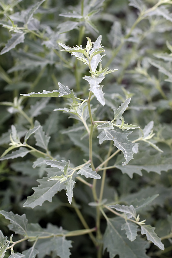 Image of Atriplex tatarica specimen.
