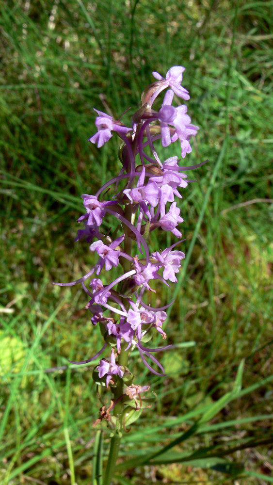 Image of Gymnadenia conopsea specimen.