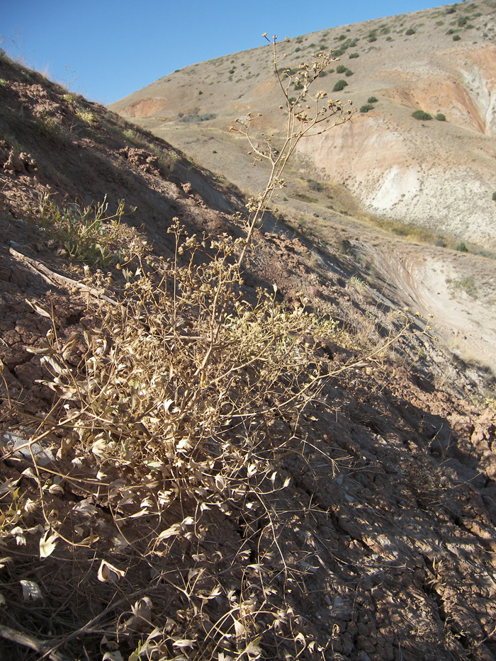 Image of Seseli cuneifolium specimen.