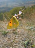 Clinopodium spruneri. Верхушка цветущего растения с кормящейся желтушкой шафрановой (Colias croceus). Южный берег Крыма, окр. г. Ялта, на поле. 1 ноября 2012 г.