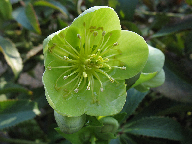 Image of Helleborus argutifolius specimen.