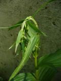 Epipactis helleborine