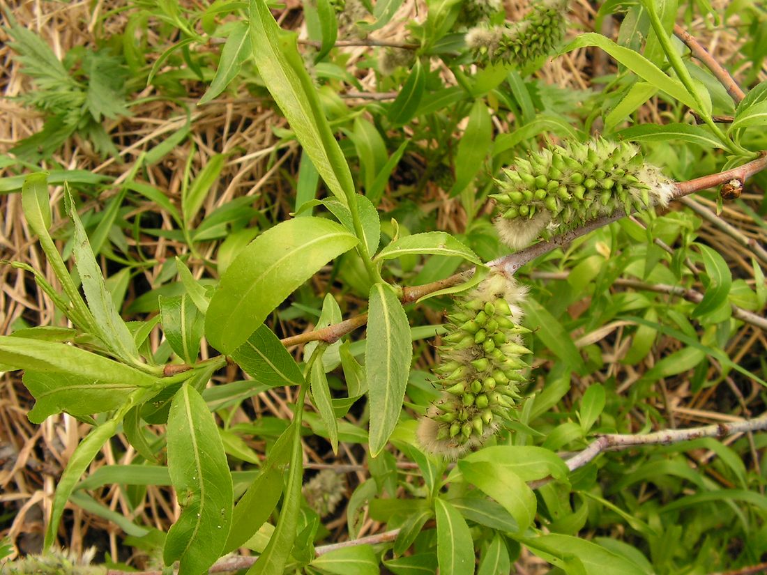 Image of genus Salix specimen.