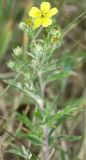 Potentilla argentea. Верхушка побега с цветком. Лужский р-н Ленинградской обл., середина июня.